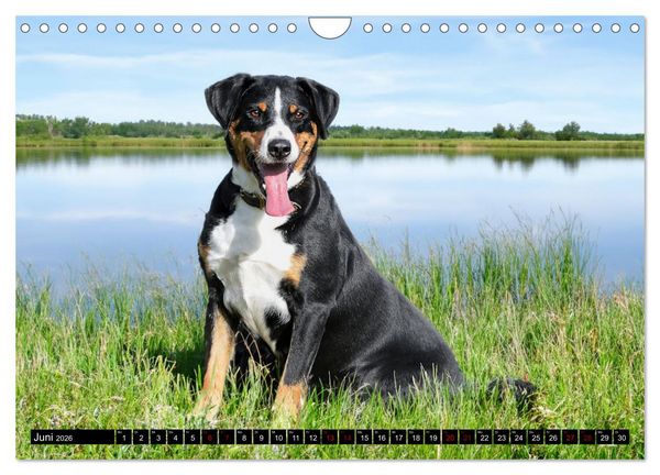 Produktbild: Appenzeller Sennenhunde - Fr&ouml;hliche Kameraden (Wandkalender 2026 DIN A4 quer), CALVENDO Monatskalender