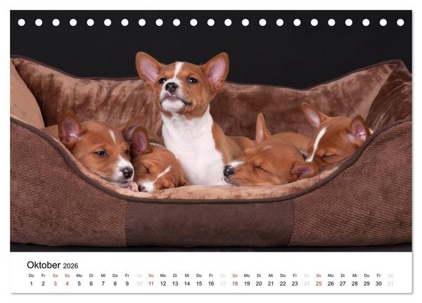 Produktbild: Allerliebste Basenji Welpen 2026 (Tischkalender 2026 DIN A5 quer), CALVENDO Monatskalender