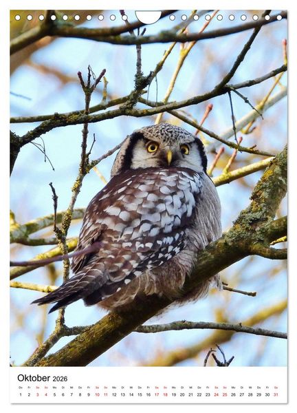 Produktbild: Adler, Eule und Co - Gefiederte J&auml;ger im Portrait (Wandkalender 2026 DIN A4 hoch), CALVENDO Monatskalender
