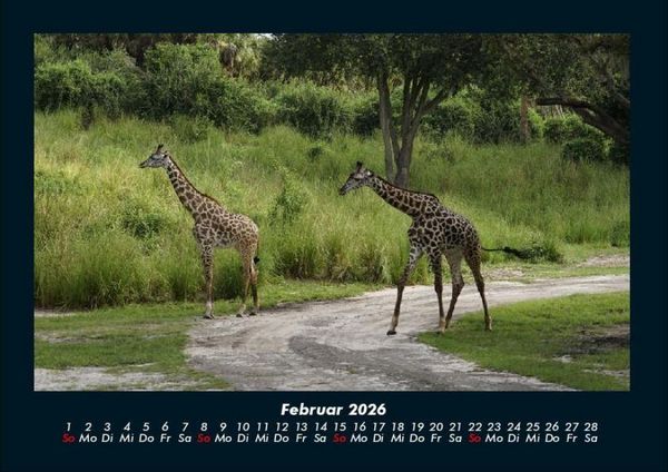 Produktbild: Giraffen 2026 Fotokalender DIN A4