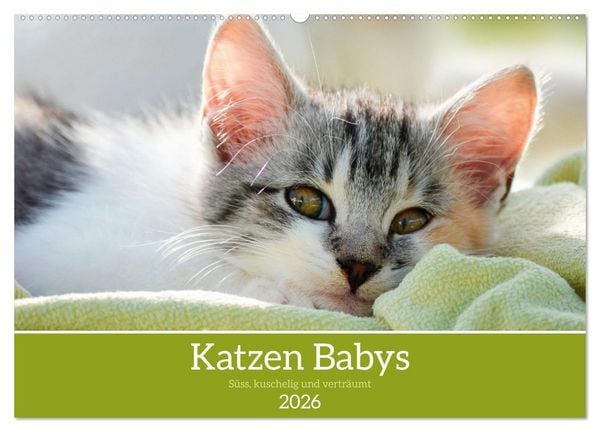 Produktbild: Katzenbabys (Wandkalender 2026 DIN A2 quer), CALVENDO Monatskalender
