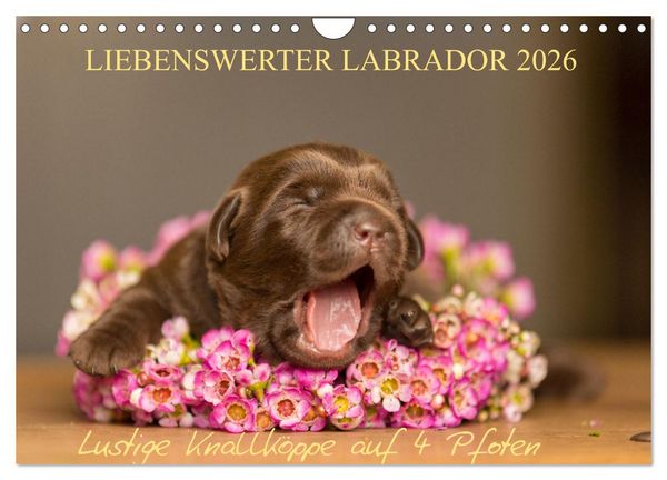 Produktbild: Liebenswerter Labrador 2026 (Wandkalender 2026 DIN A4 quer), CALVENDO Monatskalender