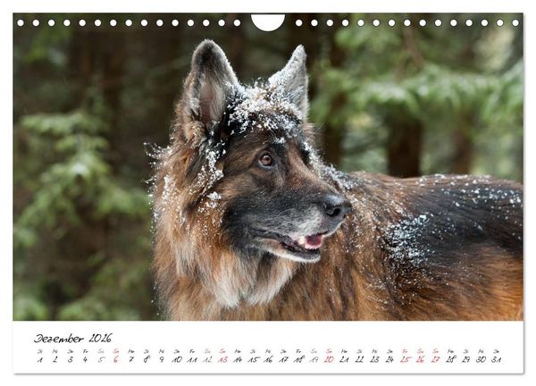 Produktbild: Zauberhafte Langhaar Sch&auml;ferhunde (Wandkalender 2026 DIN A4 quer), CALVENDO Monatskalender