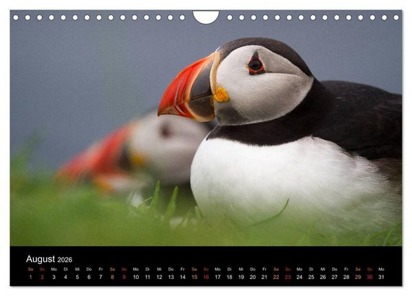 Produktbild: Welt der Papageitaucher (Wandkalender 2026 DIN A4 quer), CALVENDO Monatskalender