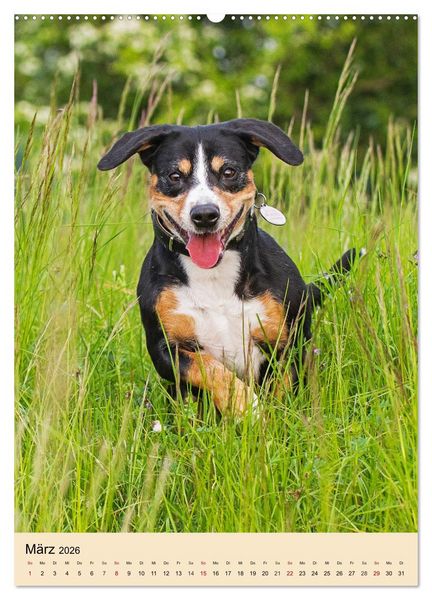 Produktbild: Schweizer Sennenhunde stellen sich vor (Wandkalender 2026 DIN A2 hoch), CALVENDO Monatskalender