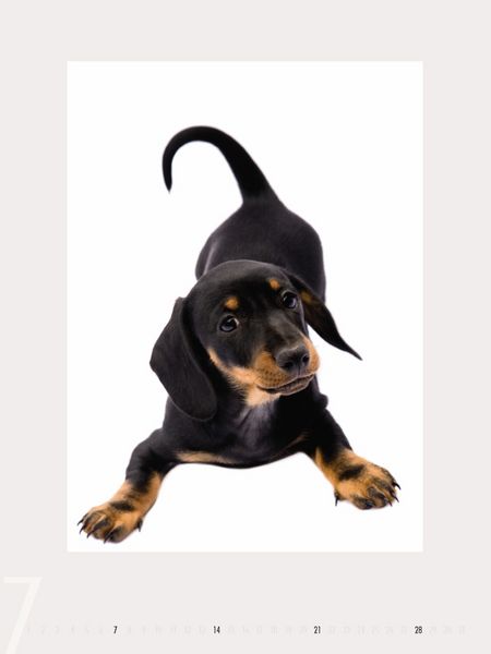 Produktbild: Dogs 2013 - Ruth Marcus