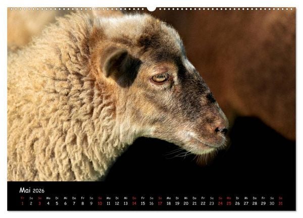 Produktbild: Schafe und L&auml;mmer (Wandkalender 2026 DIN A2 quer), CALVENDO Monatskalender