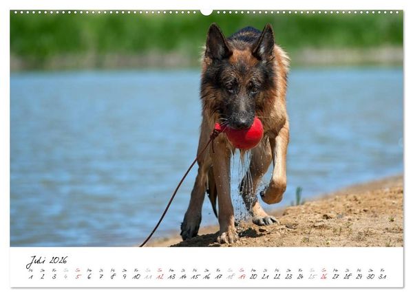 Produktbild: Sch&auml;ferhunde Seelenhunde (Wandkalender 2026 DIN A2 quer), CALVENDO Monatskalender