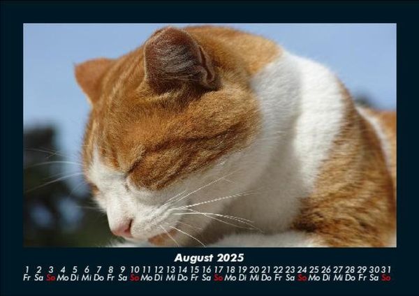 Produktbild: F&uuml;r Katzenfreunde 2025 Fotokalender DIN A5