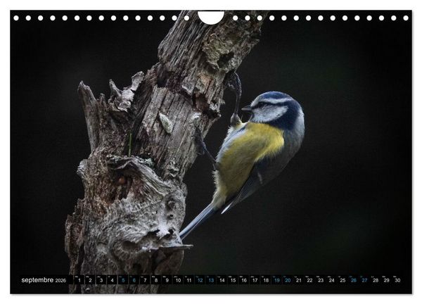 Produktbild: Mes anges bleus en &Icirc;le-de-France (Calendrier mural 2026 DIN A4 vertical), CALVENDO calendrier mensuel