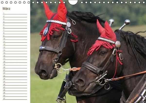 Produktbild: Der Pferde-Geburtstagskalender (Wandkalender immerw&auml;hrend DIN A4 quer)