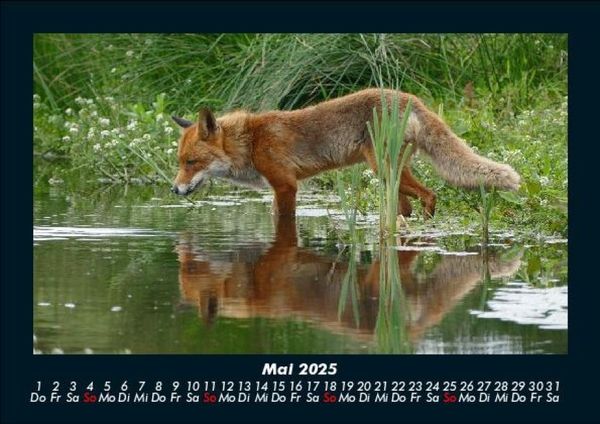 Produktbild: Waldbewohner 2025 Fotokalender DIN A5
