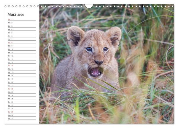 Produktbild: Emotionale Momente: L&ouml;wenbabys - so s&uuml;&szlig;. (Wandkalender 2026 DIN A3 quer), CALVENDO Monatskalender