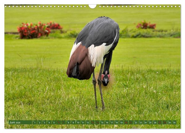 Produktbild: Weltvogelpark Walsrode - Die Vielfalt der Vogelarten (Wandkalender 2026 DIN A3 quer), CALVENDO Monatskalender