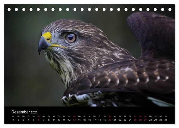 Produktbild: Raubv&ouml;gel zum Greifen nahe (Tischkalender 2026 DIN A5 quer), CALVENDO Monatskalender