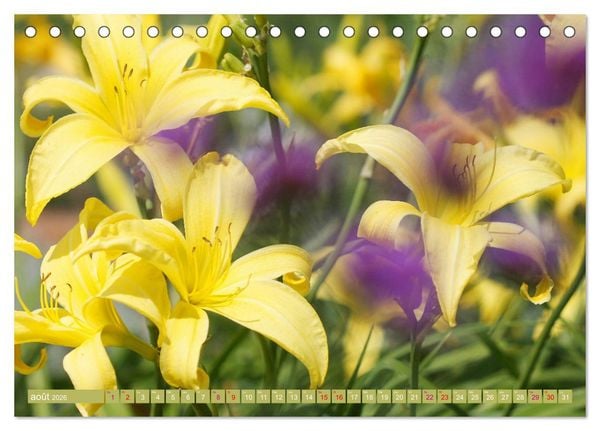Produktbild: Lys d'un jour (Calendrier de bureau 2026 DIN A5 vertical), CALVENDO calendrier mensuel