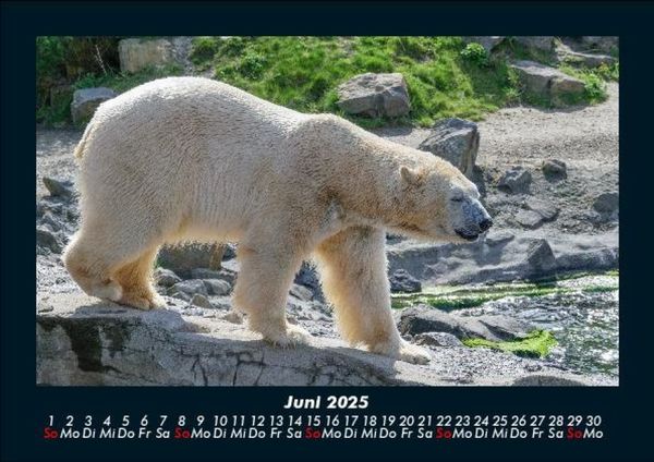 Produktbild: Pinguine & Eisb&auml;ren 2025 Fotokalender DIN A5