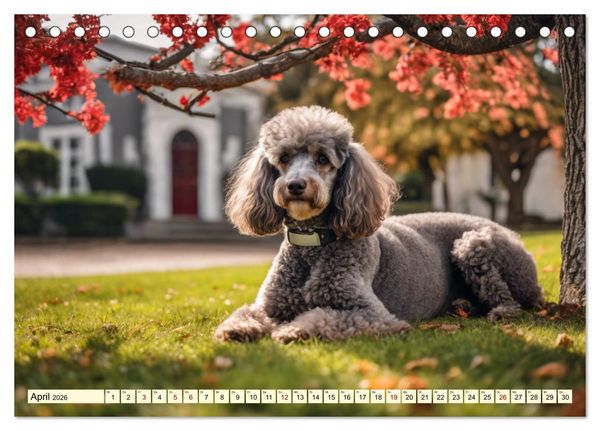 Produktbild: Pudel in allen Farben und Gr&ouml;&szlig;en (Tischkalender 2026 DIN A5 quer), CALVENDO Monatskalender