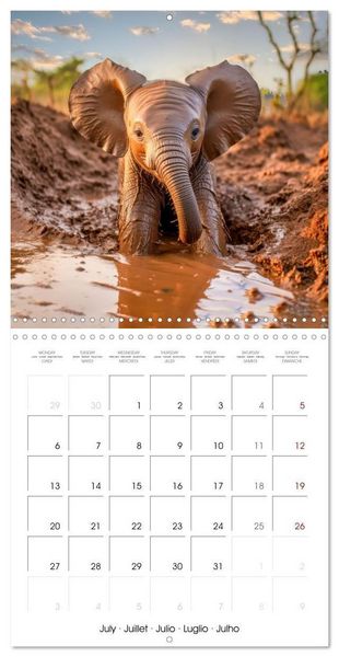 Produktbild: Baby Elephant Adventures (Wall Calendar 2026 12 &times; 12 Inch) CALVENDO 12 Month Wall Calendar