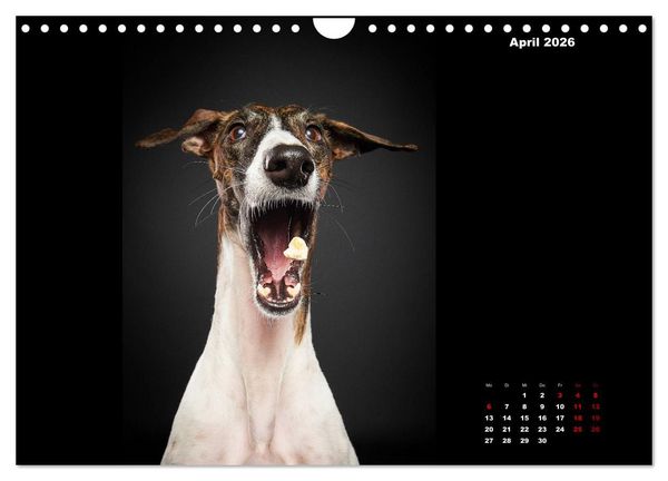 Produktbild: Die Stimme der Windhunde (Wandkalender 2026 DIN A4 quer), CALVENDO Monatskalender