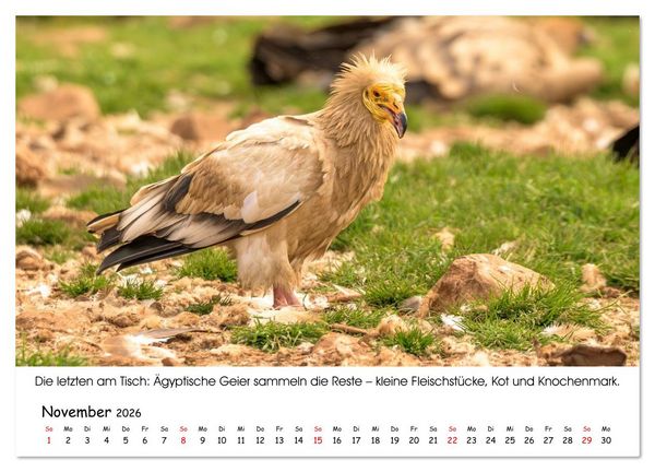 Produktbild: Die Geier sind los (Wandkalender 2026 DIN A4 quer), CALVENDO Monatskalender