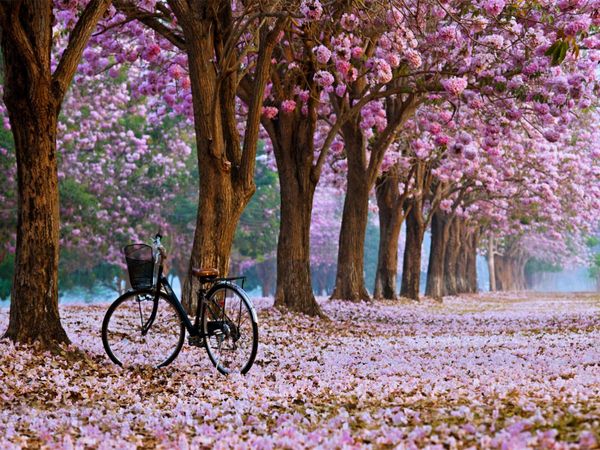 Produktbild: CALVENDO Puzzle Fahrrad im Park | 1000 Teile Lege-Gr&ouml;&szlig;e 64x48cm Foto-Puzzle f&uuml;r gl&uuml;ckliche Stunden