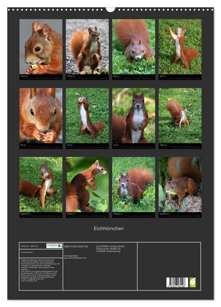 Produktbild: Eichh&ouml;rnchen (Wandkalender 2026 DIN A2 hoch), CALVENDO Monatskalender
