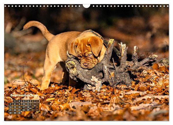 Produktbild: Eine kleine Bordeauxdogge entdeckt die Welt (Wandkalender 2026 DIN A3 quer), CALVENDO Monatskalender