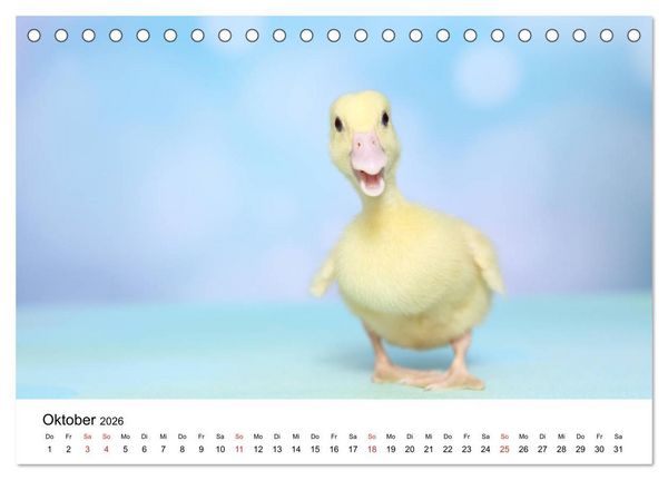 Produktbild: lach mit...just smile (Tischkalender 2026 DIN A5 quer), CALVENDO Monatskalender