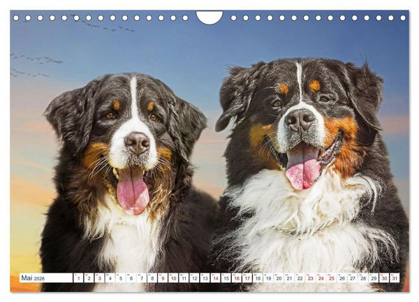 Produktbild: Berner Sennenhund - Ein Traum auf vier Pfoten (Wandkalender 2026 DIN A4 quer), CALVENDO Monatskalender