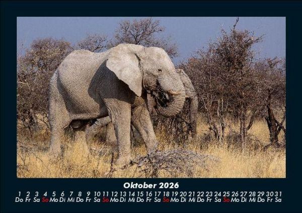 Produktbild: Der Elefantenkalender 2026 Fotokalender DIN A5