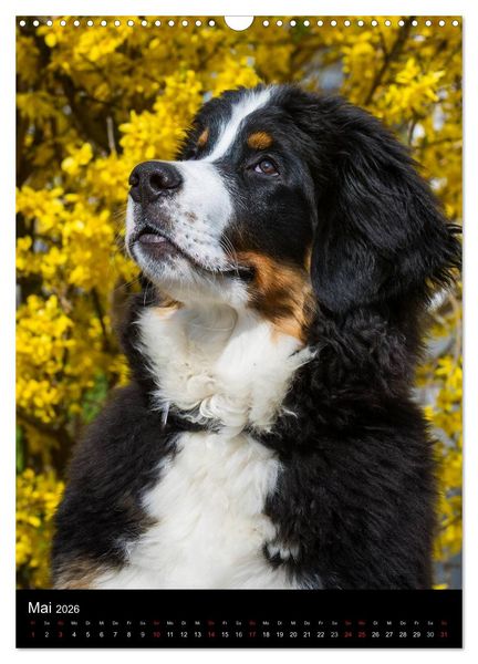 Produktbild: Faszination Berner Sennenhund (Wandkalender 2026 DIN A3 hoch), CALVENDO Monatskalender