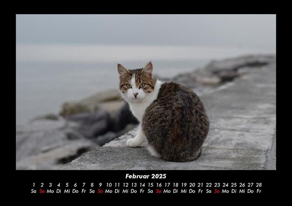 Produktbild: F&uuml;r Katzenfreunde 2025 Fotokalender DIN A3