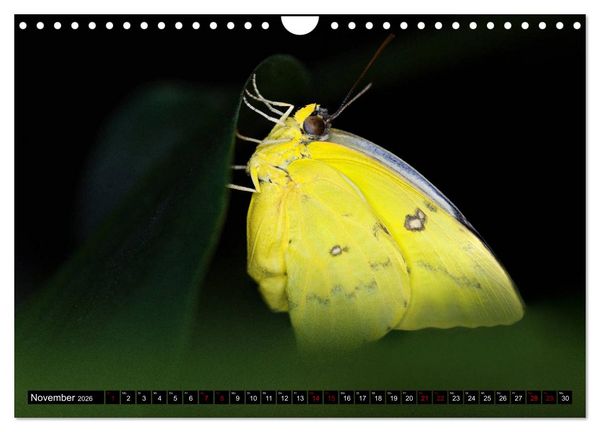 Produktbild: Fliegende Wunderwesen. Schmetterlinge weltweit, ganz nah (Wandkalender 2026 DIN A4 quer), CALVENDO Monatskalender