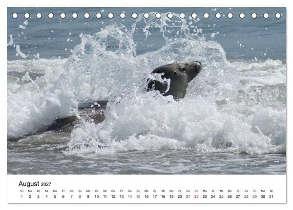 Produktbild: Das Leben der Robben (Tischkalender 2027 DIN A5 quer), CALVENDO Monatskalender