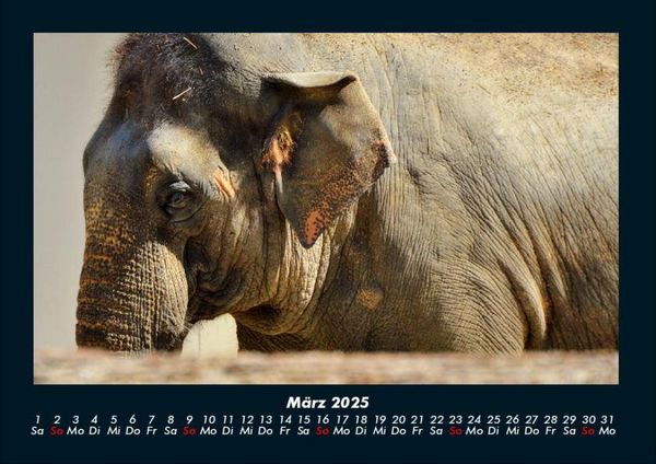 Produktbild: Elefanten - Die sanften Riesen Afrikas 2025 Fotokalender DIN A4