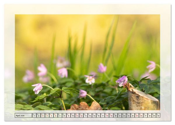 Produktbild: Jeden Monat in der Natur (Tischkalender 2026 DIN A5 quer), CALVENDO Monatskalender