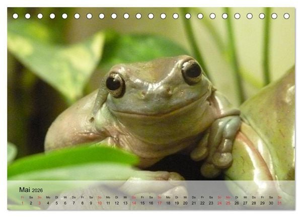 Produktbild: Frosch m&uuml;sste man sein! (Tischkalender 2026 DIN A5 quer), CALVENDO Monatskalender