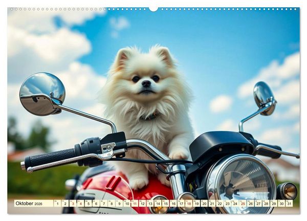 Produktbild: Tausendsassa - Pomeranian (hochwertiger Premium Wandkalender 2026 DIN A2 quer), Kunstdruck in Hochglanz