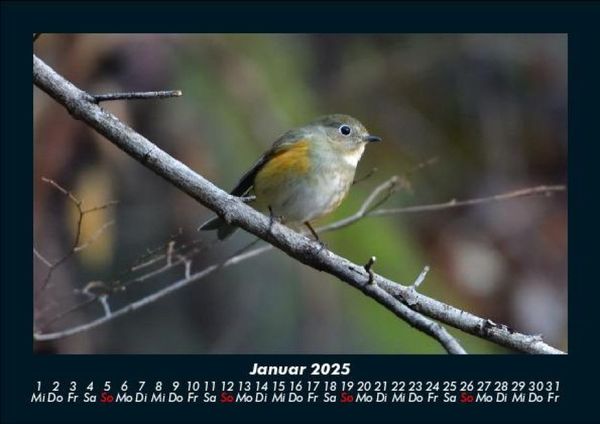 Produktbild: Welt der Tiere 2025 Fotokalender DIN A5