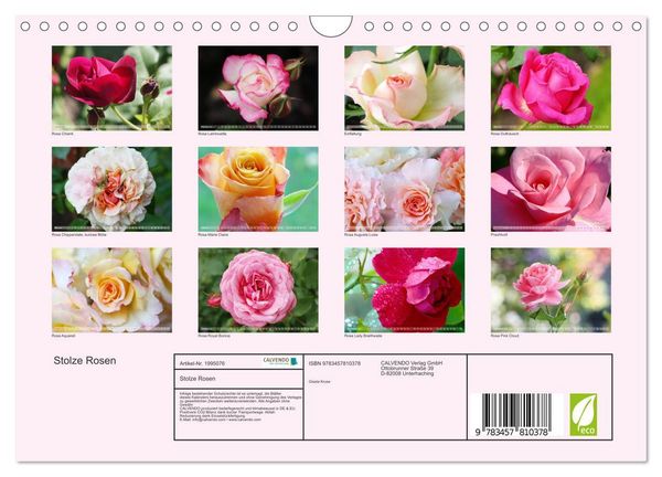 Produktbild: Stolze Rosen (Wandkalender 2026 DIN A4 quer), CALVENDO Monatskalender