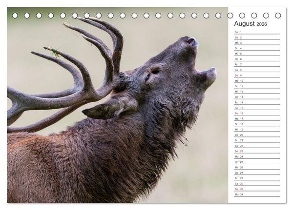 Produktbild: Emotionale Momente: Hirschbrunft. Part II. (Tischkalender 2026 DIN A5 quer), CALVENDO Monatskalender