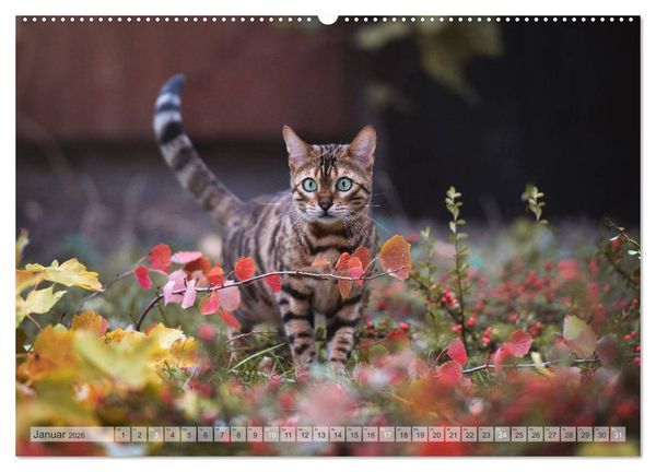 Produktbild: Wildes Wohnzimmer - Die Bengalkatze (Wandkalender 2026 DIN A2 quer), CALVENDO Monatskalender