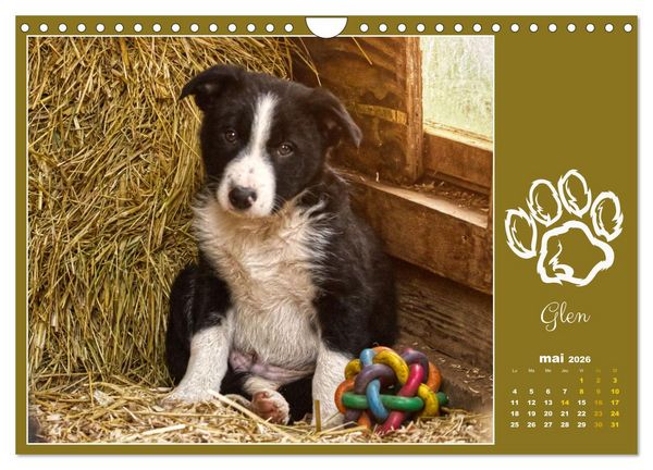 Produktbild: Border collie puppies (Calendrier mural 2026 DIN A4 vertical), CALVENDO calendrier mensuel