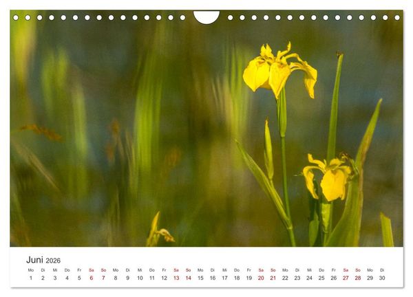 Produktbild: Naturjuwel Haspelmoor (Wandkalender 2026 DIN A4 quer), CALVENDO Monatskalender