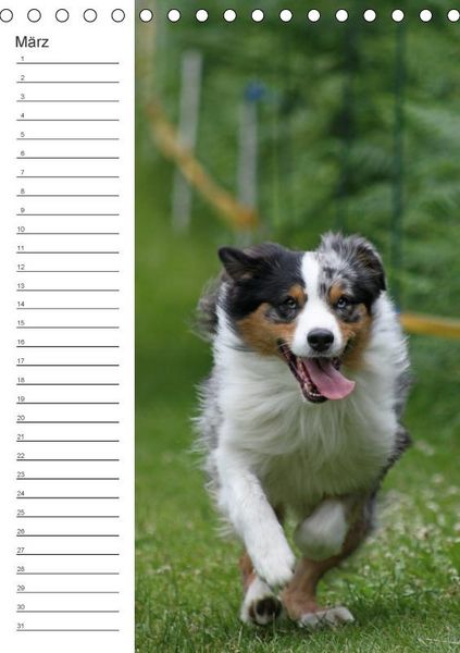 Produktbild: Der Aussie - Geburtstagskalender (Tischkalender immerw&auml;hrend DIN A5 hoch)