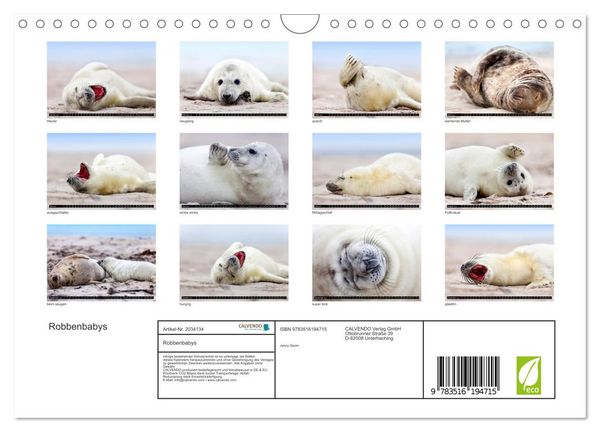 Produktbild: Robbenbabys (Wandkalender 2026 DIN A4 quer), CALVENDO Monatskalender