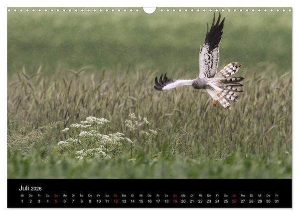 Produktbild: Wiesenweihen in Deutschland (Wandkalender 2026 DIN A3 quer), CALVENDO Monatskalender