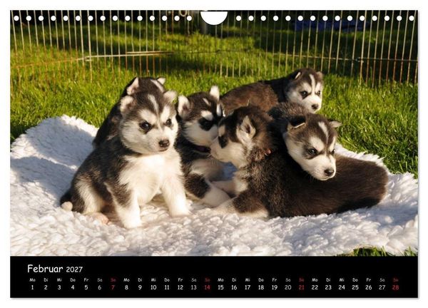 Produktbild: Huskys - Traumhunde (Wandkalender 2027 DIN A4 quer), CALVENDO Monatskalender