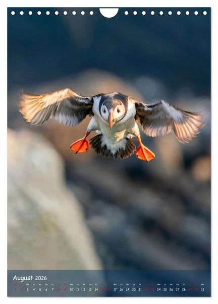 Produktbild: Naturerlebnis Puffin (Wandkalender 2026 DIN A4 hoch), CALVENDO Monatskalender